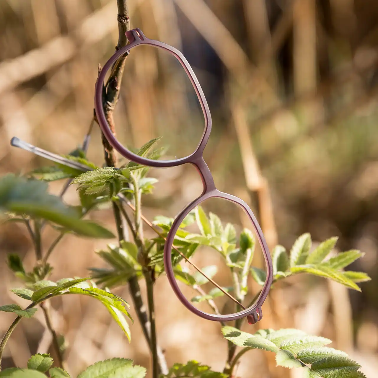Brillenfassung Moorfrosch fotografiert im Wurzacher Ried